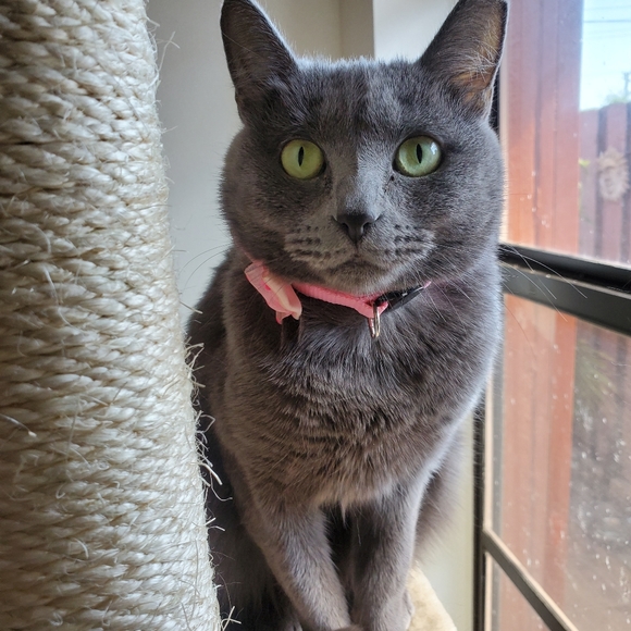 Meet your Seller Sandy 🐈⬛ - Picture 13 of 16